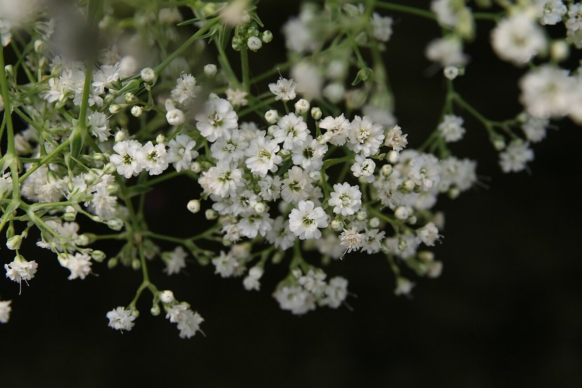 Baby's breath (Gypsophila paniculata)