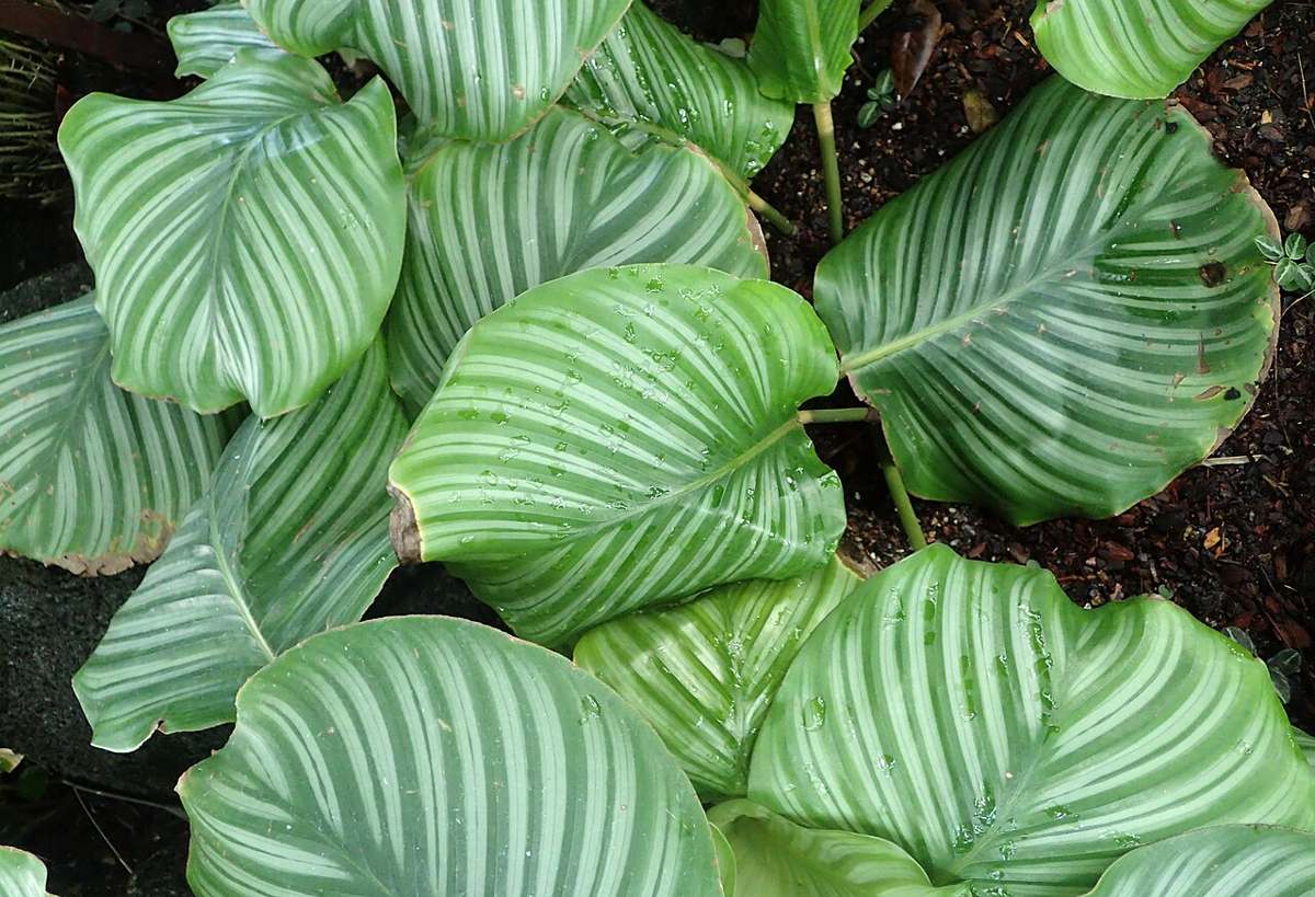 Calathea (Calathea orbifolia)