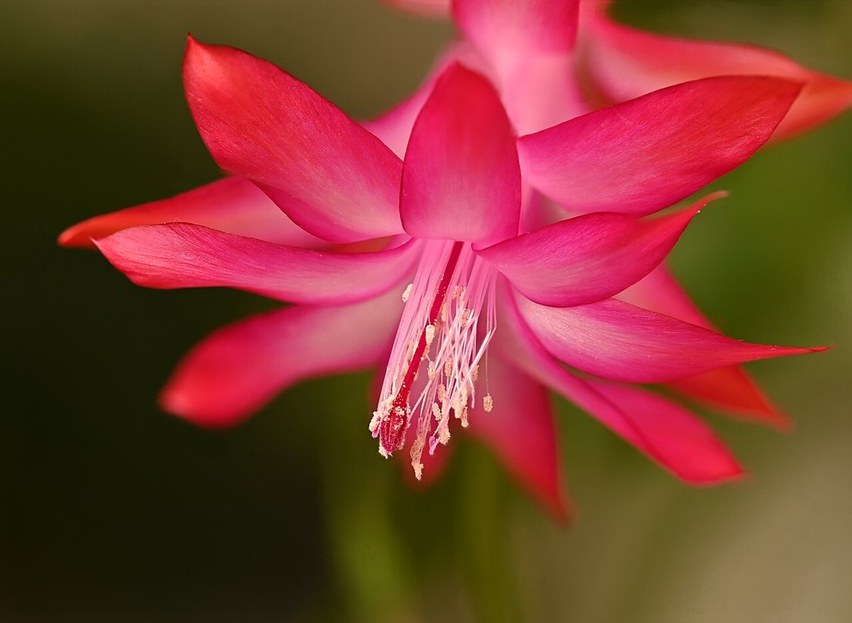 Christmas cactus (Schlumbergera truncata)
