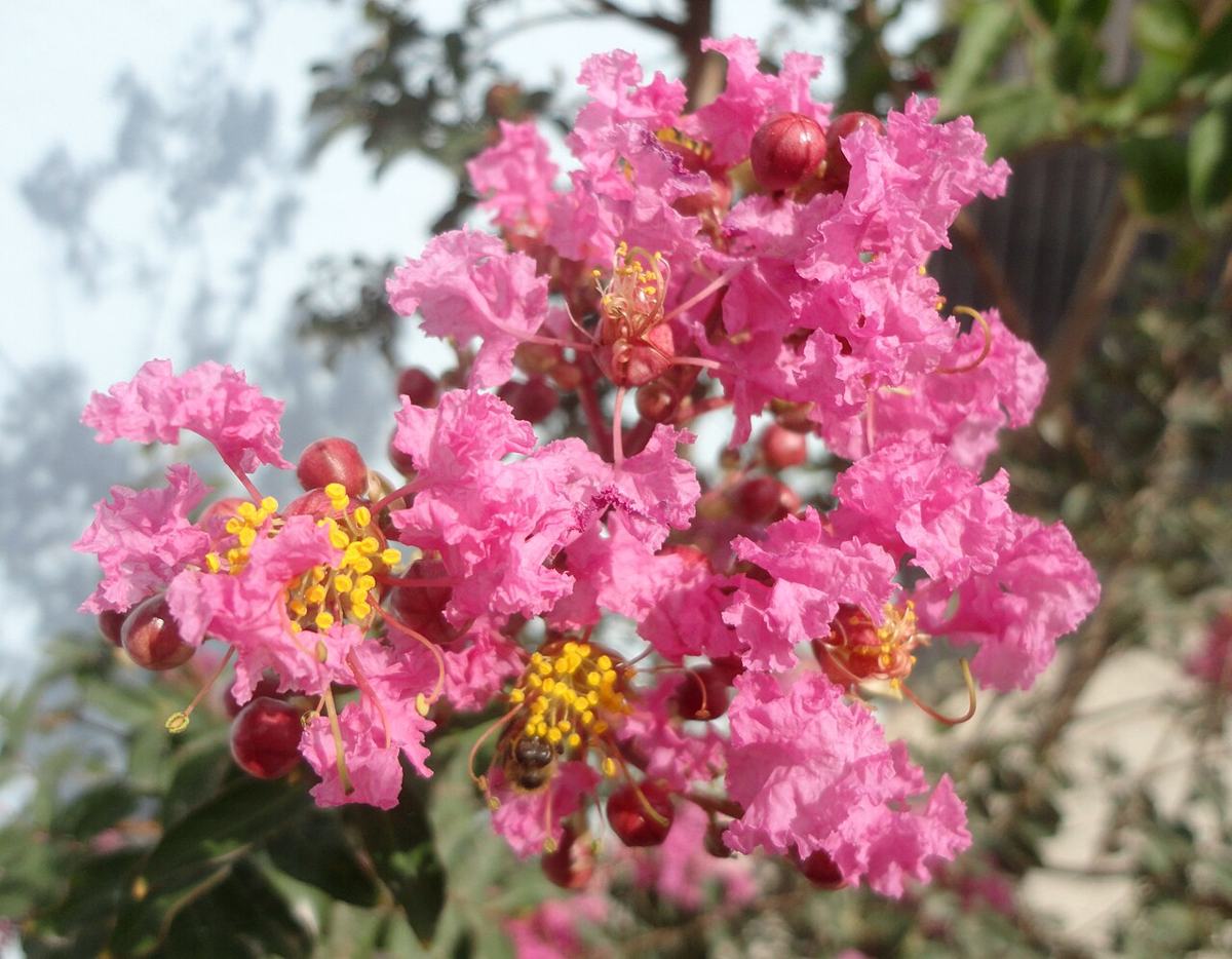 Crape myrtle (Lagerstroemia indica)