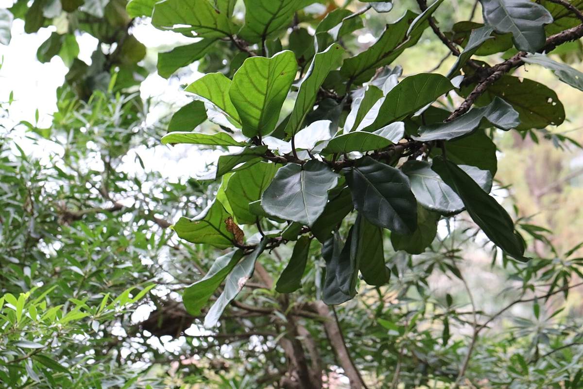 Fiddle-leaf fig (Ficus lyrata)