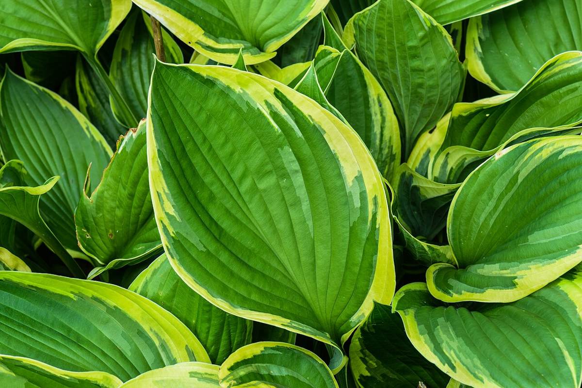 Hosta (Hosta spp.)