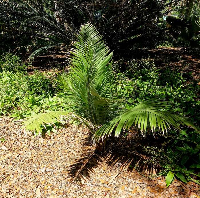 Majesty palm (Ravenea rivularis)