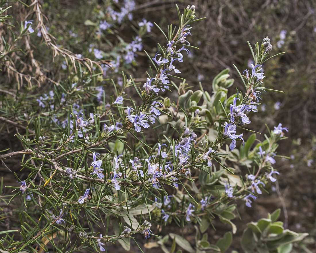 Rosemary (Salvia rosmarinus)