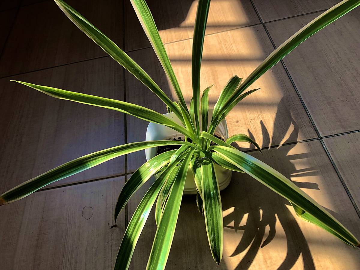 Spider plant (Chlorophytum comosum)