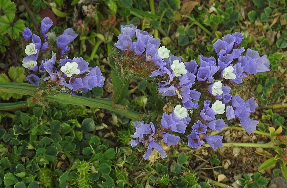 Statice (Limonium sinuatum)